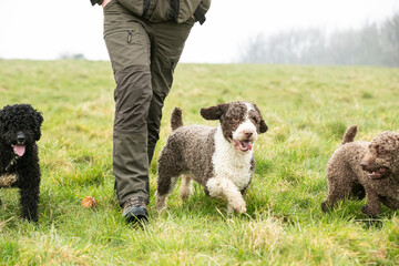 Fototapeta premium Spanish Water Dogs