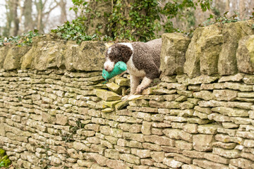 Spanish Water Dogs