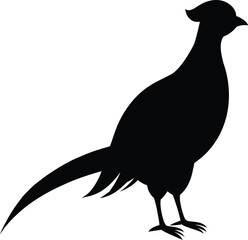 Pheasant with white background 