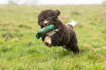 Spanish Water Dogs