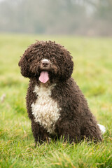 Spanish Water Dogs