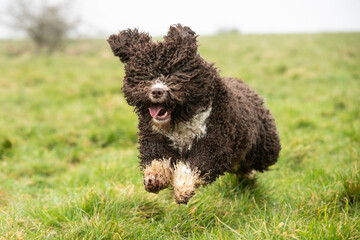 Spanish Water Dogs