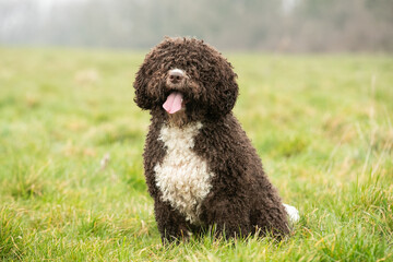 Spanish Water Dogs