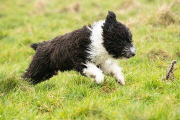 Spanish Water Dogs