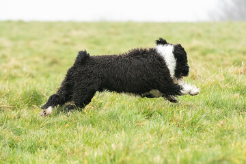 Spanish Water Dogs