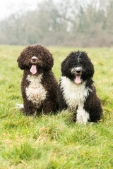 Spanish Water Dogs