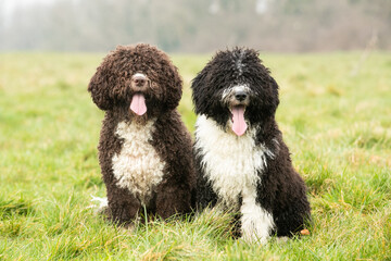 Spanish Water Dogs