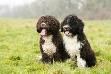Spanish Water Dogs