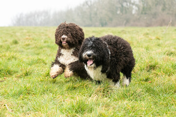 Spanish Water Dogs