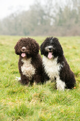 Spanish Water Dogs