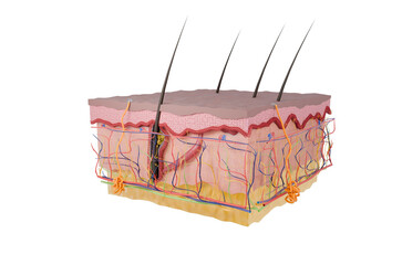 Cross-section of human skin layers, scientific medical Illustration including the epidermis, dermis and hypodermis layers. For medical, dermatological, and educational use.