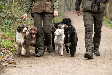 Spanish Water Dogs
