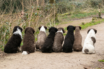 Spanish Water Dogs