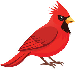 Cardinal bird with white background