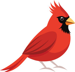Cardinal bird with white background