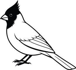 Cardinal bird with white background