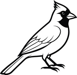 Cardinal bird with white background
