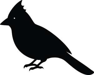 Cardinal bird with white background