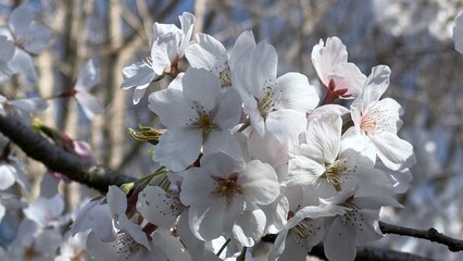 Obraz premium Sakura 2025