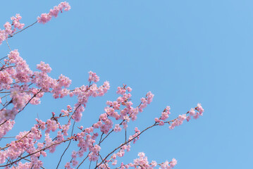 早春の早咲き桜　ハツミヨザクラ　滋賀県大津市皇子が丘公園