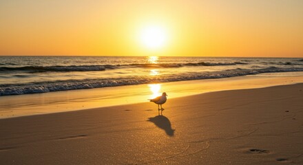 Obraz premium Golden sunset beach scene with lone seagull