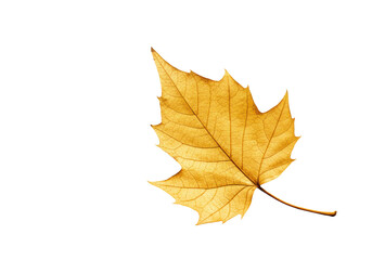 Isolated Golden Autumn Leaf with Intricate Vein Detail