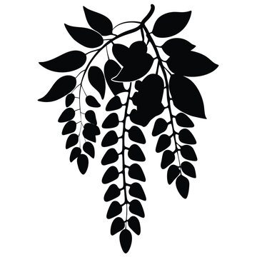 black wisteria branch silhouette on white clip art preview