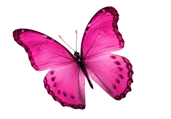 Isolated Morpho Butterfly Resting