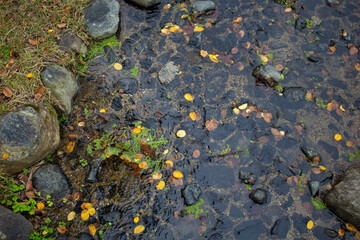 moss on the stone in the river