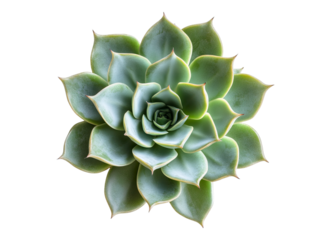 Succulent flower
