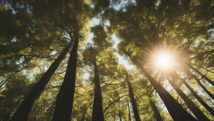 sun rays through trees the sun shining through the trees in the forest at sunset