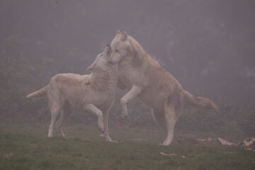 Loups du Mackenzie dans la brume