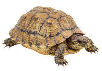 Isolated Detailed Tortoise Walking Slowly Across White Backdrop