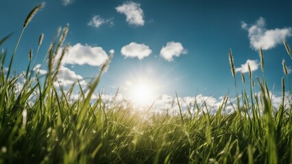 green grass and blue sky _A spring or summer season abstract nature background with grass and blue sky. The grass is green  