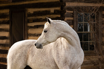 Portrait of an Arabian mare looking over her shoulder in front of a log cabin with no tack.