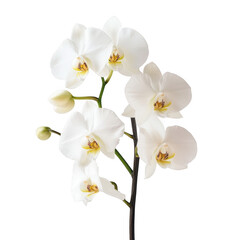 Fototapeta premium Close view of delicate white orchids with yellow centers on stem on transparent background