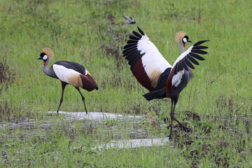 Grey crowned cranes in Africa