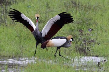 Grey crowned crane in mating dance