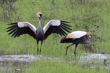 Splendid feathers of Crane