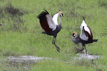 Crowned cranes dancing