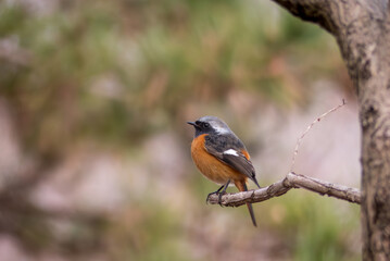 冬にまん丸になったジョウビタキ