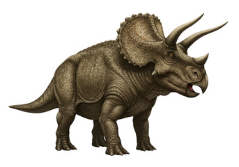 Fototapeta premium Isolated Detailed Triceratops Dinosaur with Rough Skin Texture