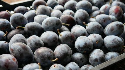 Close-up of many beautiful plums in a plastic box