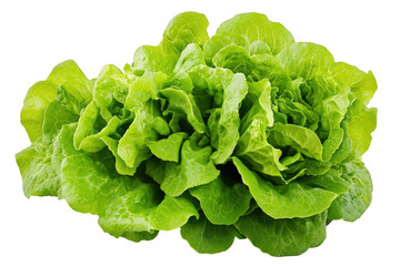 Close up of a vibrant butter lettuce head against a dark setting on transparent background
