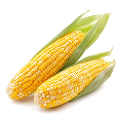 Fresh ears of corn with green husks partially peeled back, isolated on a white background