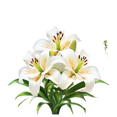 Obraz premium White lily flowers isolated on a Transparent background PNG