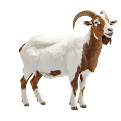 Obraz premium A full body depiction of a goat with white and brown fur standing on transparent background