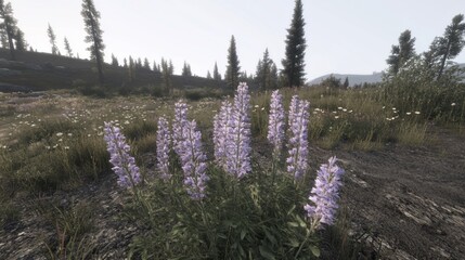 Serene Mountain Meadow: Lupines in Bloom