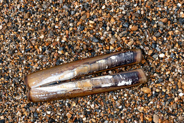 Razor clam shell on shingle beach © Lucia Tieko