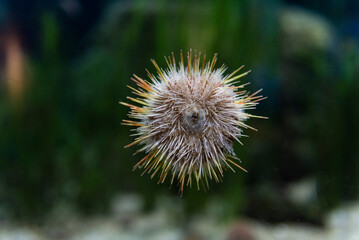 Sea urchin climbing aquarium wall